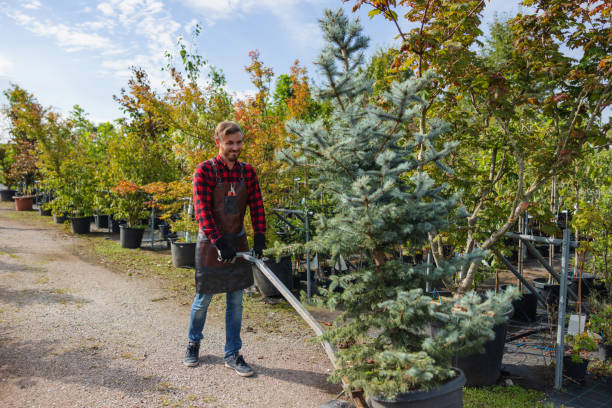 Trusted Redwood Valley, CA Tree Removal and Landscaping Services Experts